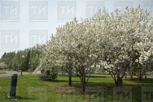 Җимеш чәчәкләренә кырау тимәсен өчен нишләргә?