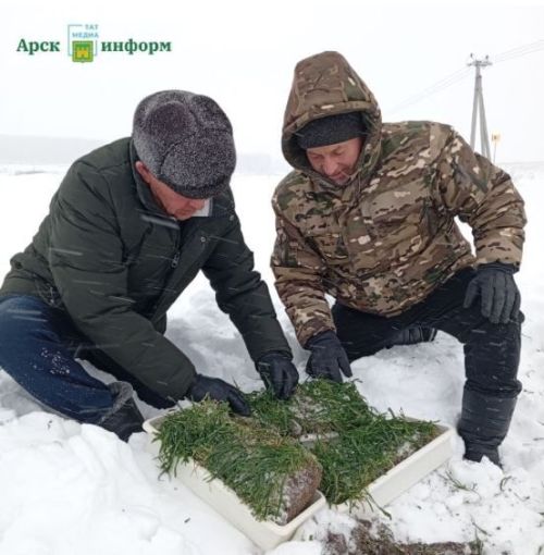 Россельхозцентр: Арчада арышның кар астындагы торышы тикшерелде