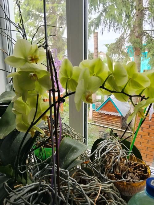 «Фотога төшү өчен генә дә киләләр»