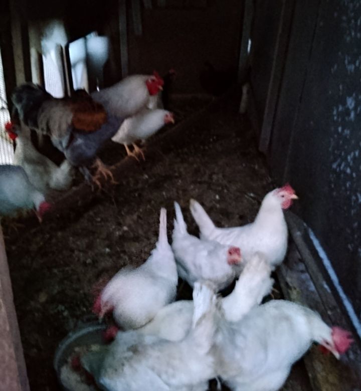 Кош гриппы – сак булыгыз!