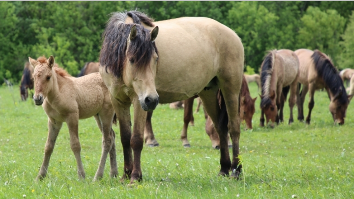 На разведение татарских лошадей хозяйствам республики выделят 5 млн рублей