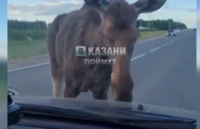 На трассе в Татарстане агрессивный лось нападал на машины