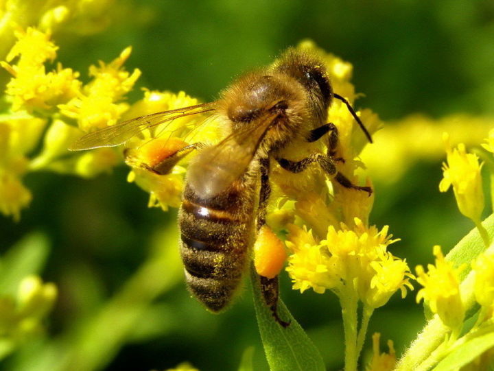 Вниманию пчеловодов! Рапсовые поля между Казанбашом и Старой Масрой обрабатываются ядохимикатами