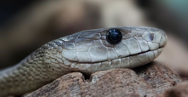 Госкомитет по биоресурсам Татарстана предупреждает о пробуждении змей в республике