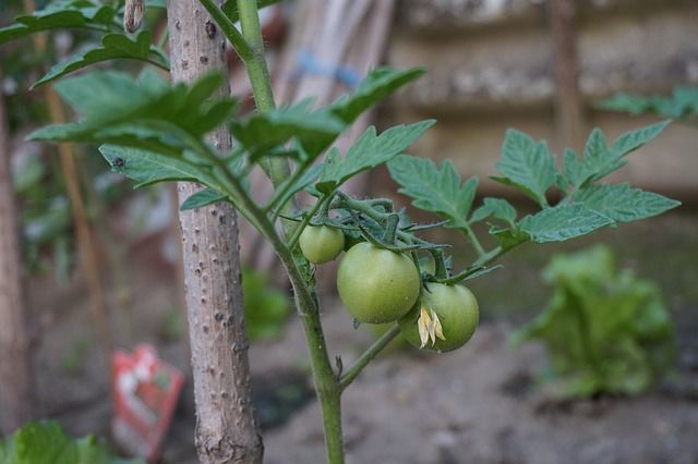 Белә идегезме: помидор үсентеләренә көл суы файдалы