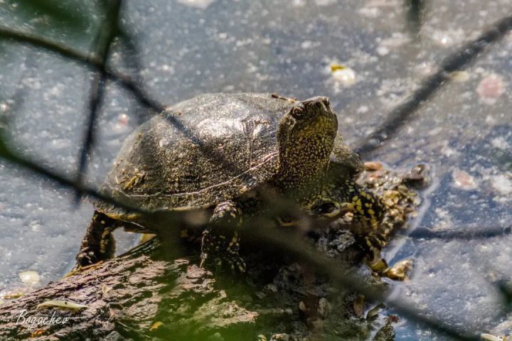 В озере в Татарстане обнаружили редкие черепахи