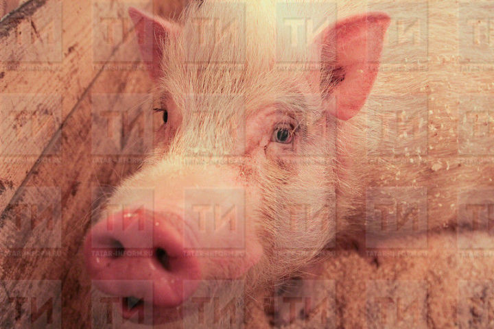 В 22 районах Татарстана ввели карантин по африканской чуме свиней
