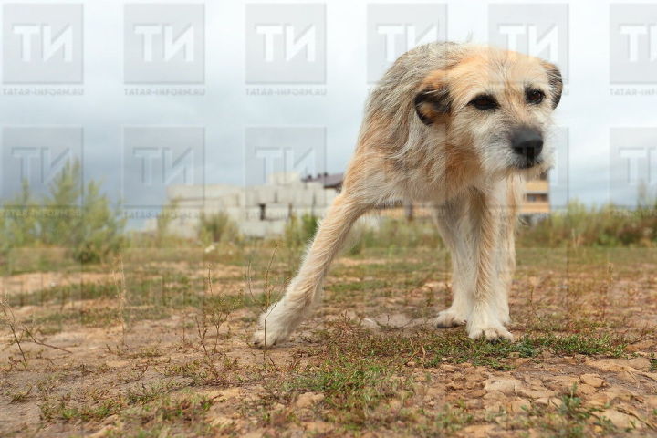 В Высокогорском районе бесхозные собаки напали на овец
