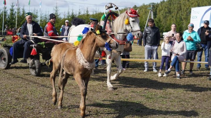В Арском районе пройдет День коня