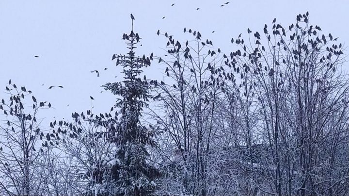 Миләш чыпчыклары бүген бигрәк тә каты очты...