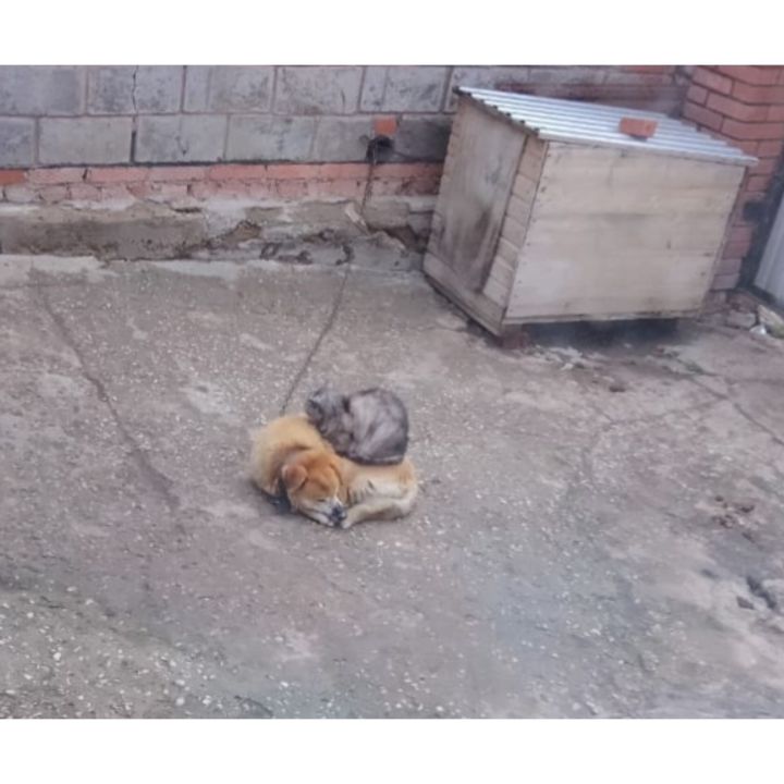 Эт белән мәче кебек яшәсеннәр иде әле