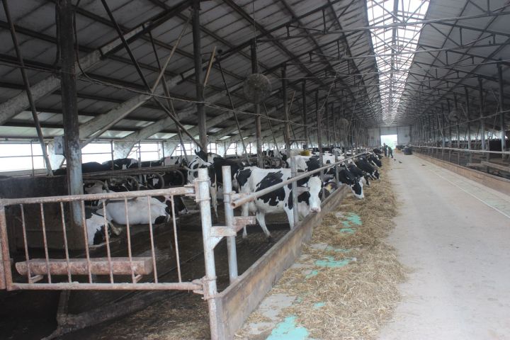 Арча районында терлекләрнең баш саны 622гә артты