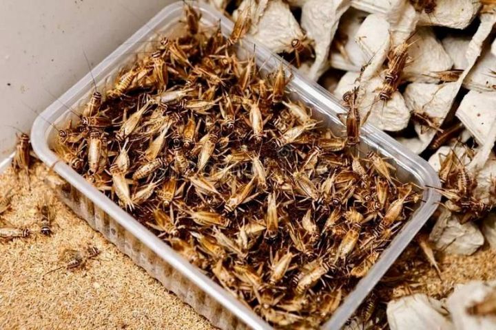 Айрат Хайруллин предложил выращивать насекомых для употребления в пищу