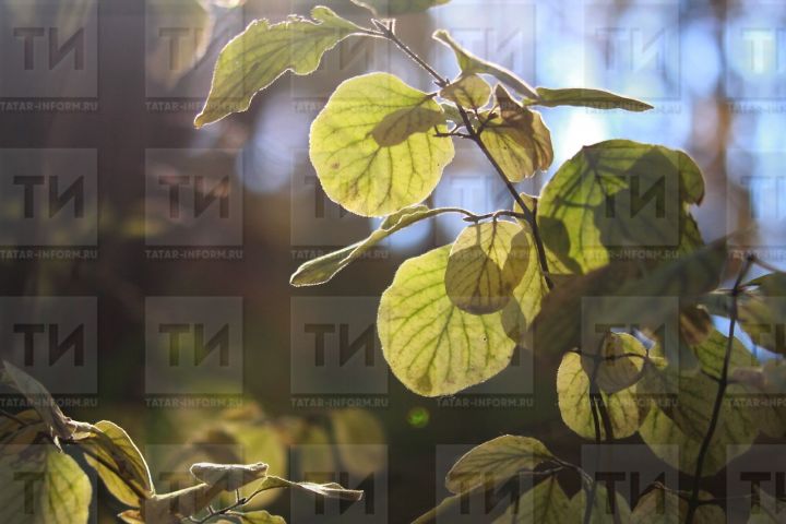 «Төшләремдә  ак күлмәктән син...»