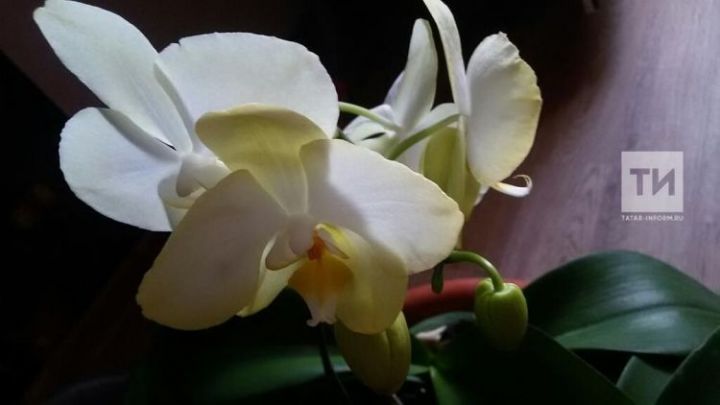 Орхидея сайлау һәм тәрбияләү буенча КИҢӘШЛӘР