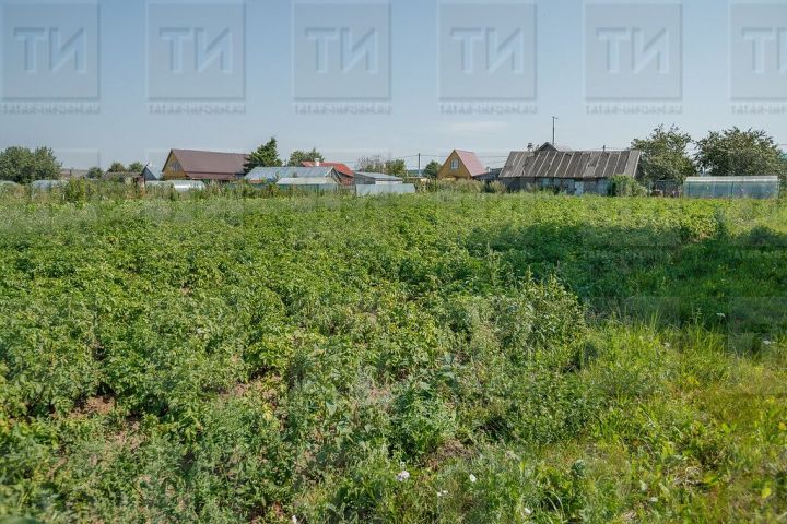 Иртә кирәкми көтәргә. Быел бәрәңгене кайчан утырту яхшы?