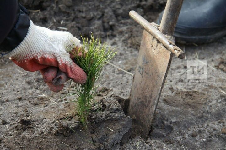 Тавык тизәге, 7 көнлек сарымсак төнәтмәсе сибегез: май аенда бакчада эшлисе 30 эш (Интертат, Гөлназ Хөҗҗәтова тәрҗемәсе)