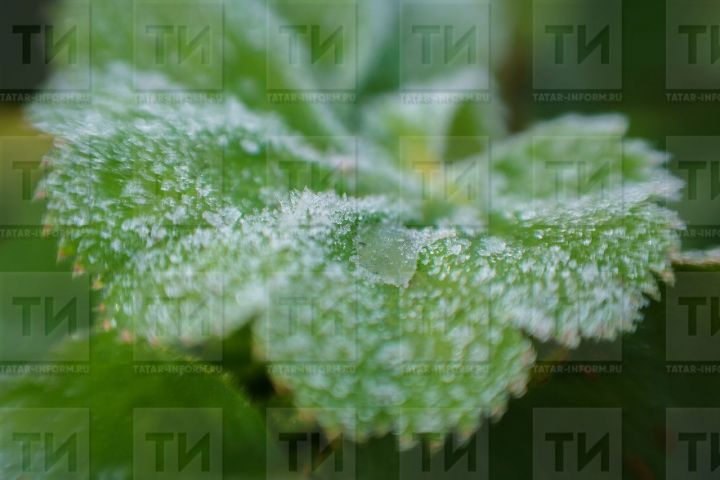 Татарстан синоптиклары кырау төшү сәбәпле кисәтү игълан итте
