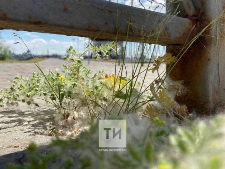 Тупыл мамыгыннан ничек сакланырга?