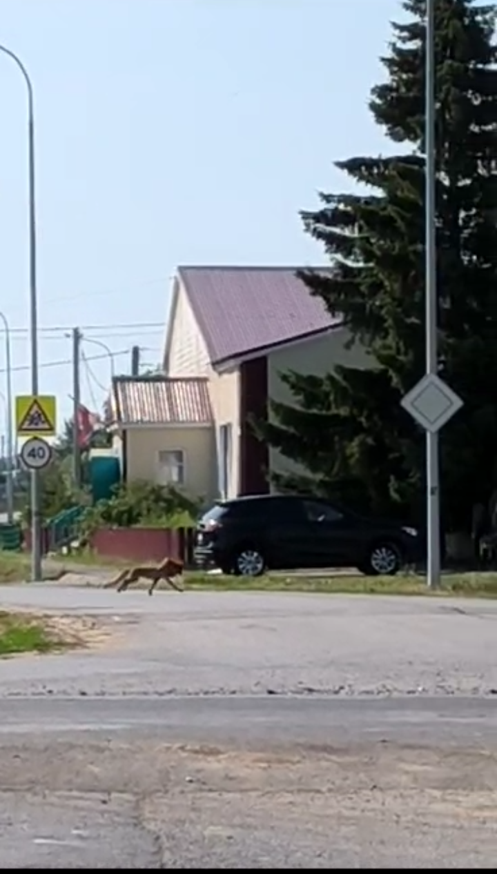 Төлкеләр авыл уртасында йөри (ВИДЕО)