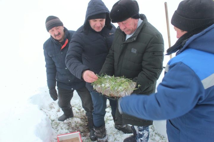 Басуларда ничек