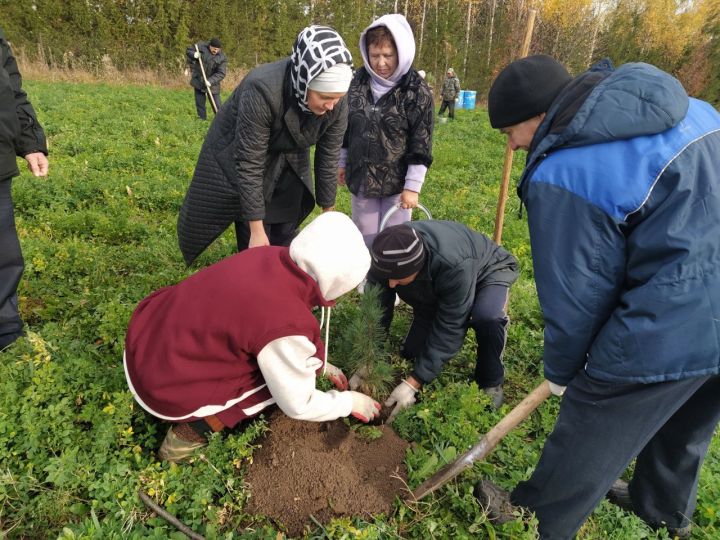 Бөек Ватан сугышында һәлак булган 83 каһарман истәлегенә кедр агачлары утыртылды