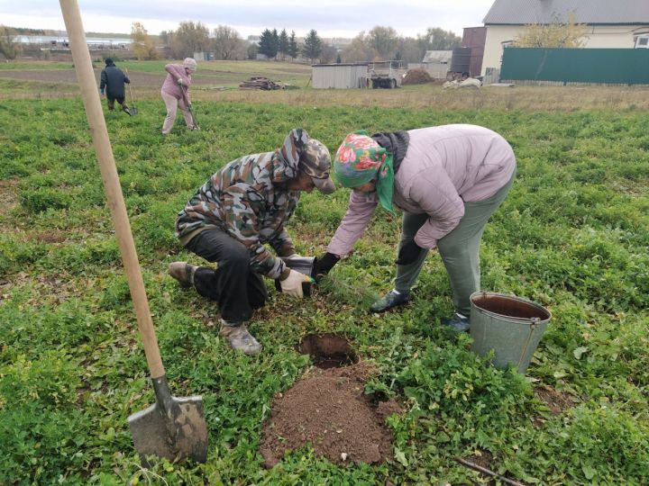 Бөек Ватан сугышында һәлак булган 83 каһарман истәлегенә кедр агачлары утыртылды