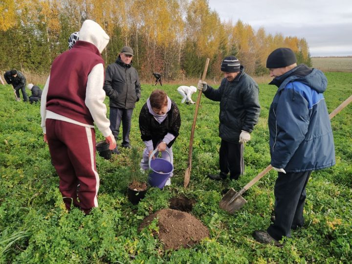 Бөек Ватан сугышында һәлак булган 83 каһарман истәлегенә кедр агачлары утыртылды