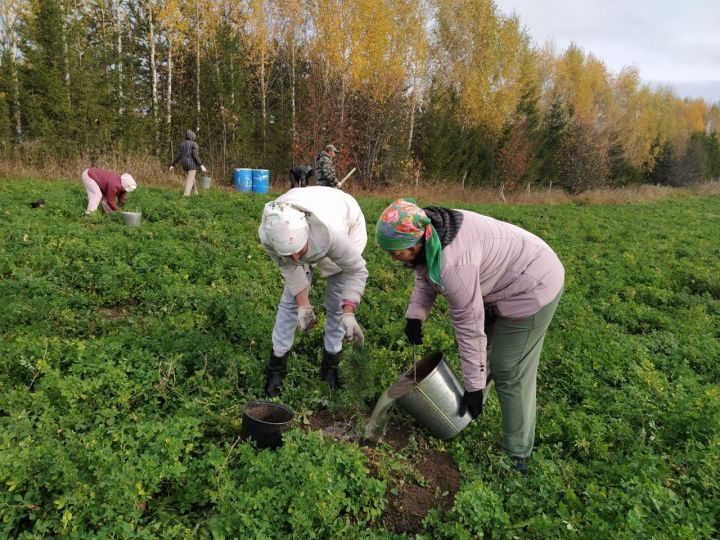 Бөек Ватан сугышында һәлак булган 83 каһарман истәлегенә кедр агачлары утыртылды