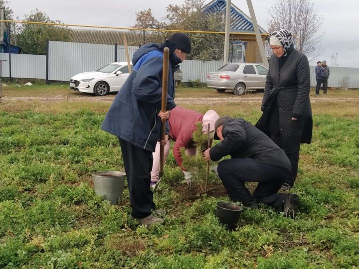 Бөек Ватан сугышында һәлак булган 83 каһарман истәлегенә кедр агачлары утыртылды