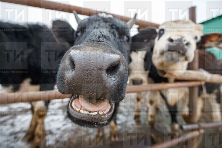 Татарстанда «өрәк» сөт заводы табылган