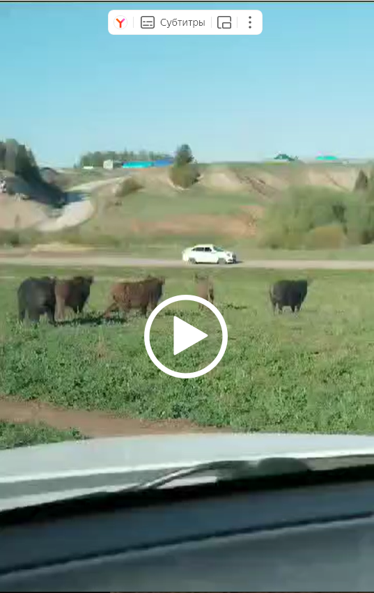 Арча районы авылында кабаннар йөри. Сак булыгыз!