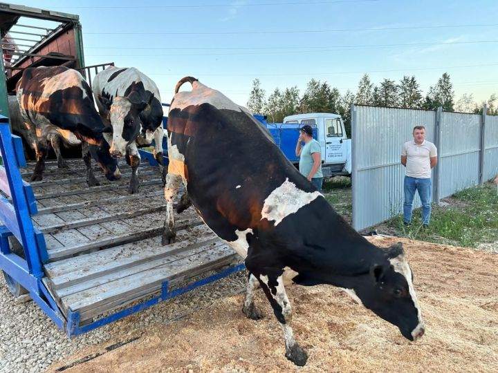 «Ак Барс» агрокомплексына нәселле таналар кайтты