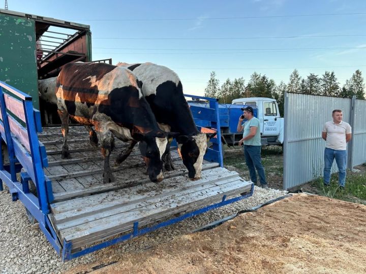 «Ак Барс» агрокомплексына нәселле таналар кайтты