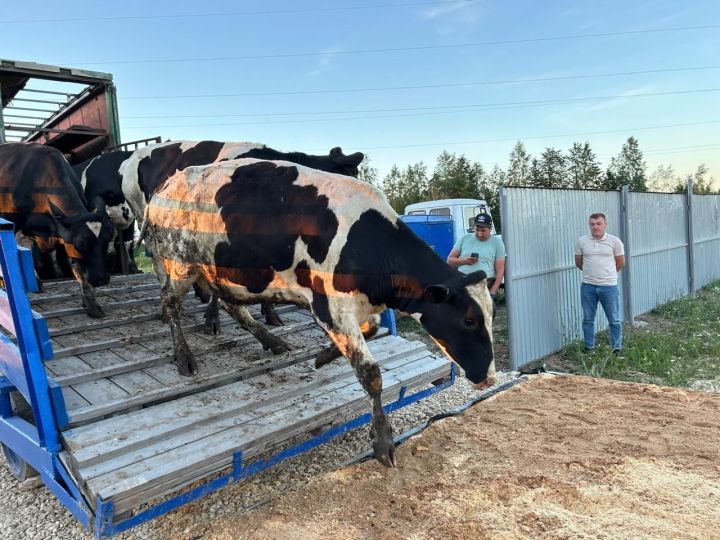 «Ак Барс» агрокомплексына нәселле таналар кайтты