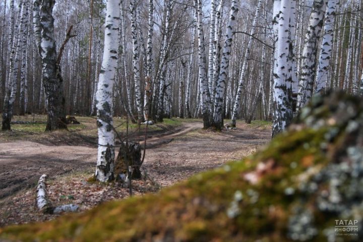 Бүген Татарстанда +20 градуска кадәр җылыта, яңгыр булуы ихтимал