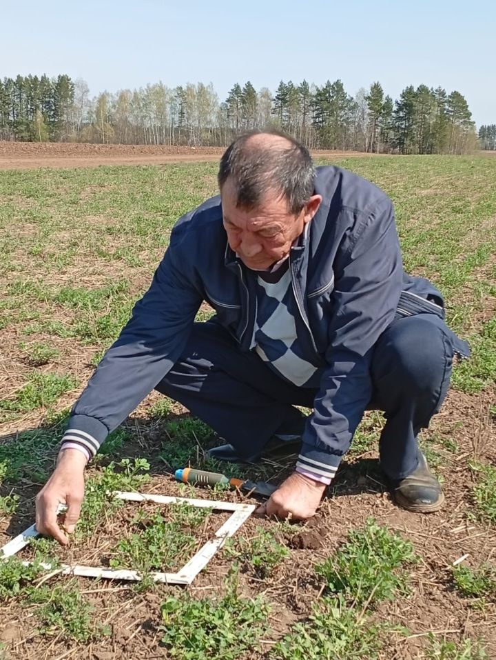 Көздән чәчелгән арыш басулары ни хәлдә?