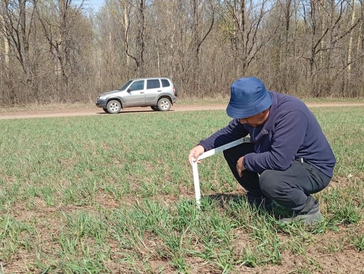 Көздән чәчелгән арыш басулары ни хәлдә?