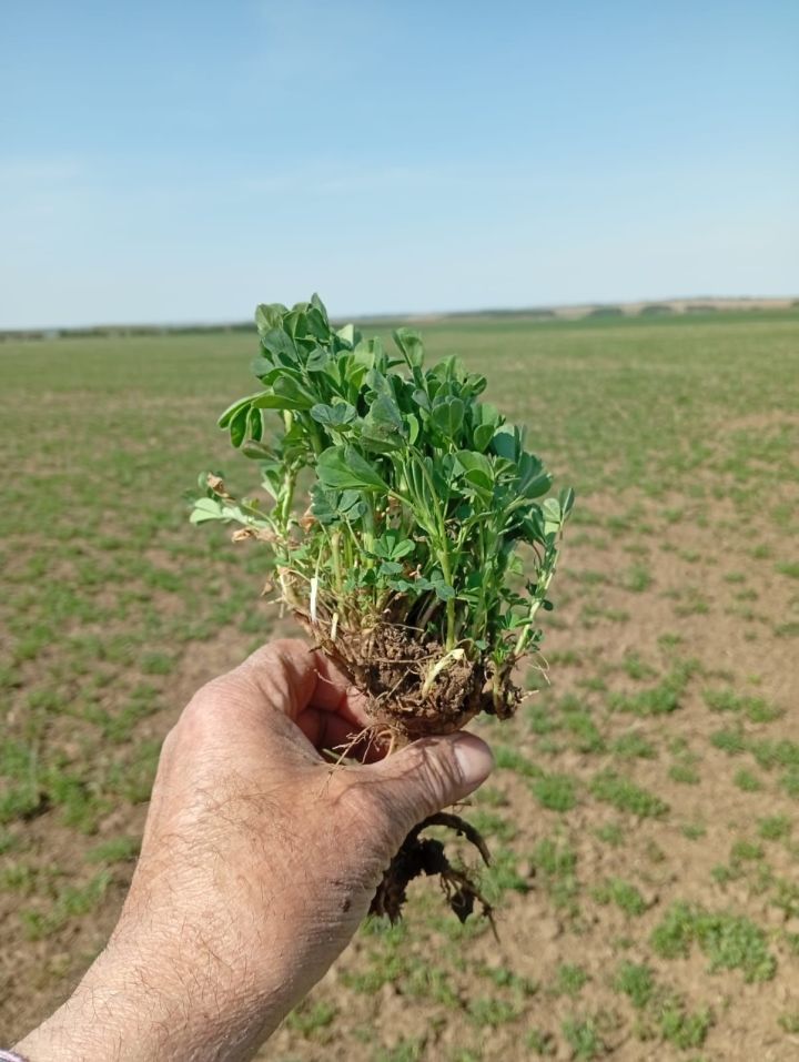 Көздән чәчелгән арыш басулары ни хәлдә?