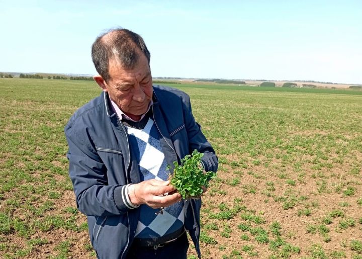 Көздән чәчелгән арыш басулары ни хәлдә?