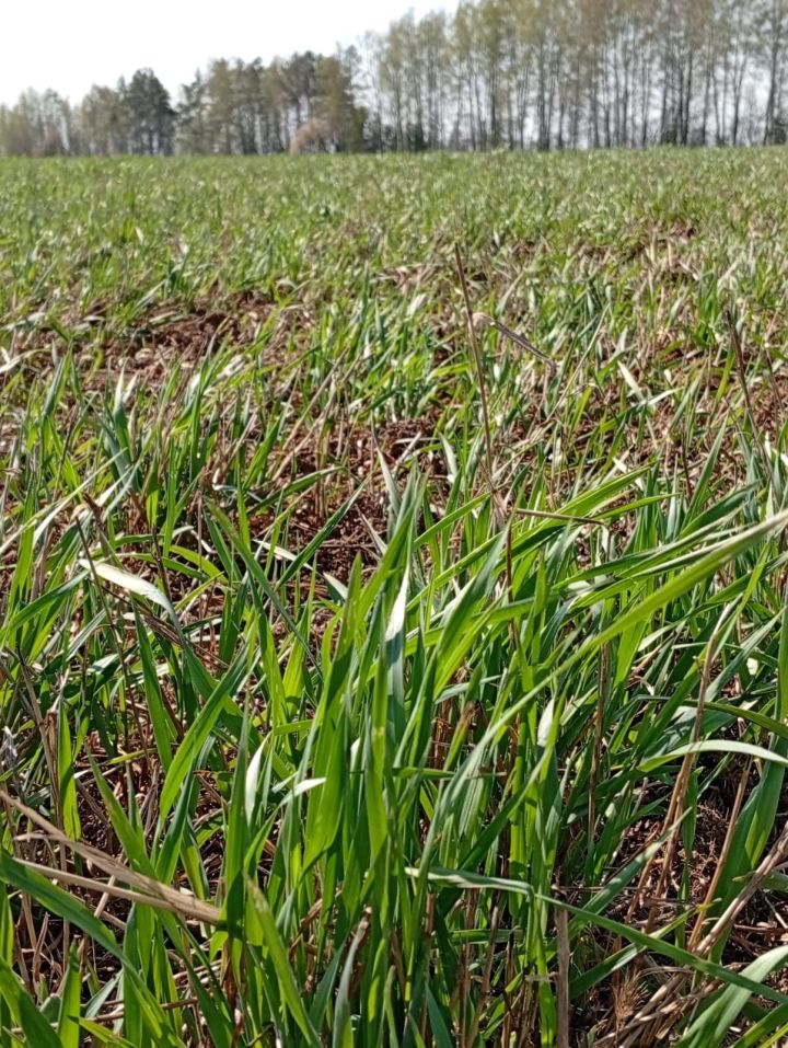 Көздән чәчелгән арыш басулары ни хәлдә?