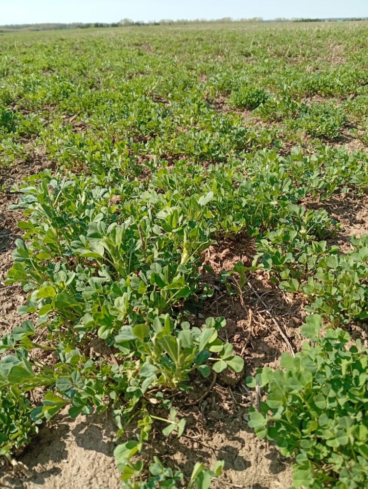 Көздән чәчелгән арыш басулары ни хәлдә?