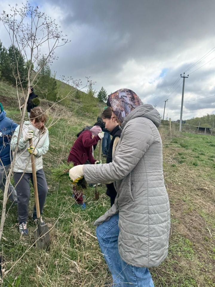 Арча район Советы һәм башкарма комитеты хезмәткәрләре нарат үсентеләре утыртты