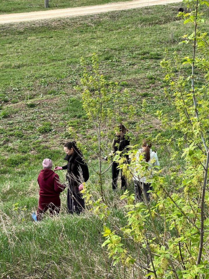 Арча район Советы һәм башкарма комитеты хезмәткәрләре нарат үсентеләре утыртты