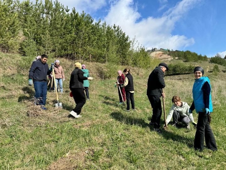 Арча район Советы һәм башкарма комитеты хезмәткәрләре нарат үсентеләре утыртты