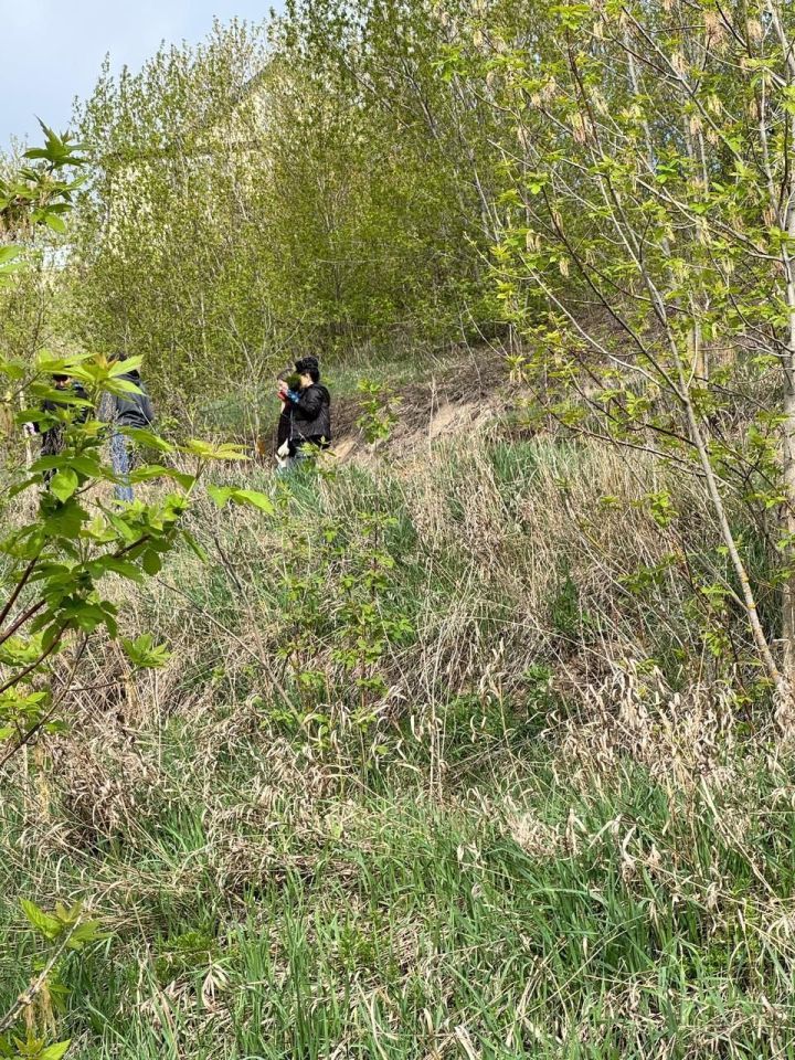 Арча район Советы һәм башкарма комитеты хезмәткәрләре нарат үсентеләре утыртты