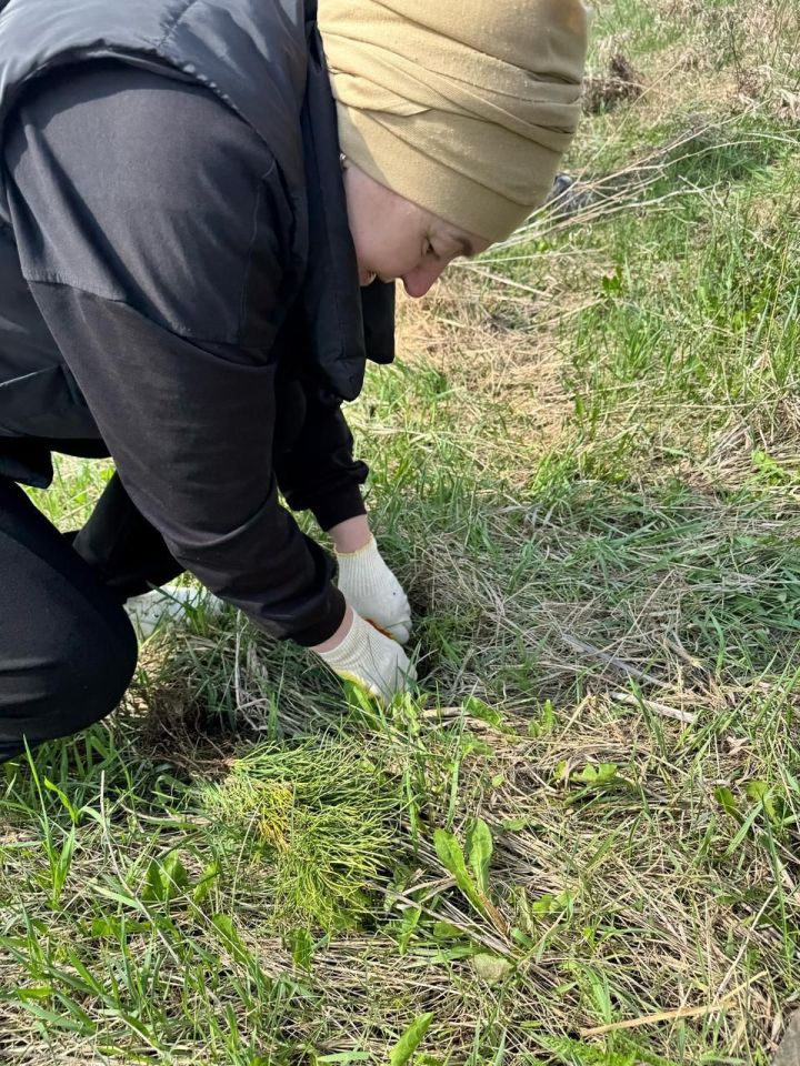 Арча район Советы һәм башкарма комитеты хезмәткәрләре нарат үсентеләре утыртты
