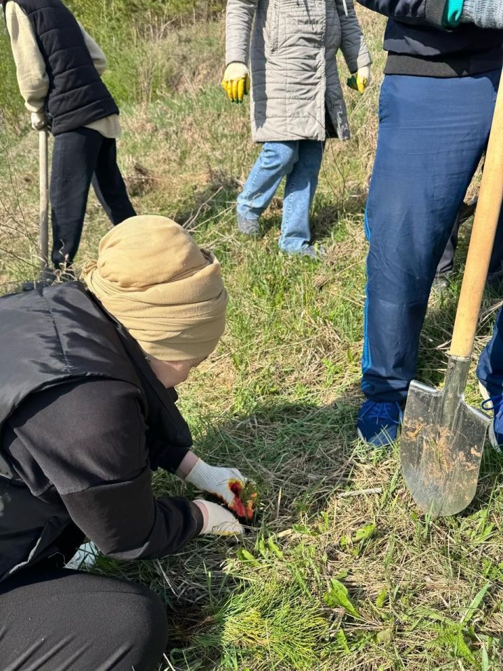 Арча район Советы һәм башкарма комитеты хезмәткәрләре нарат үсентеләре утыртты
