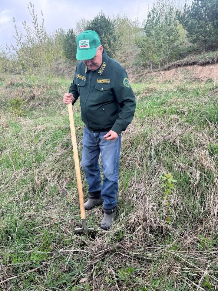 Арча район Советы һәм башкарма комитеты хезмәткәрләре нарат үсентеләре утыртты