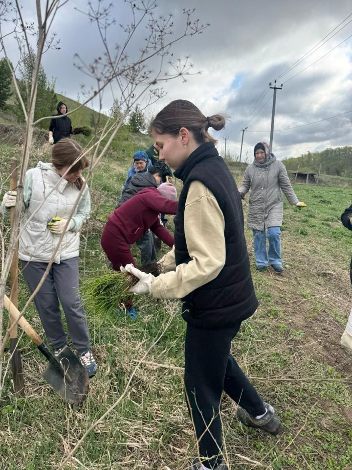 Арча район Советы һәм башкарма комитеты хезмәткәрләре нарат үсентеләре утыртты